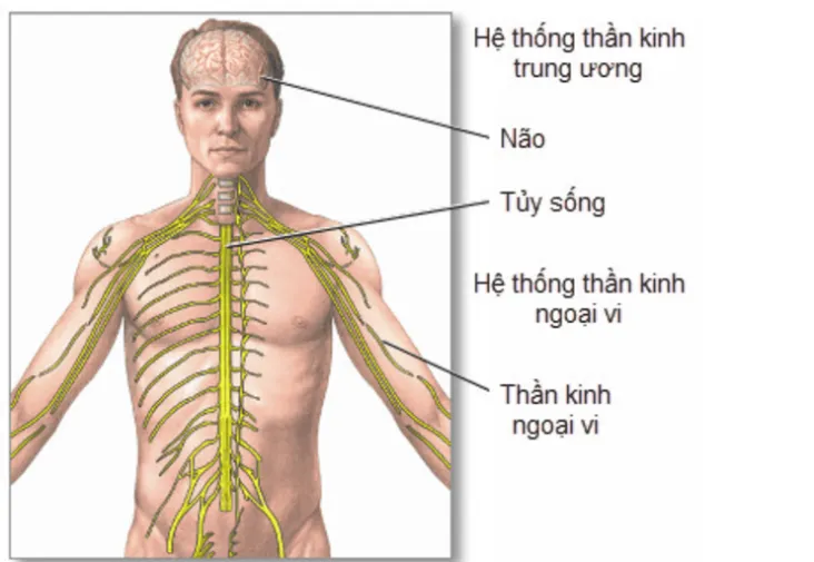 chung-mat-ngon-ngu-trieu-chung-va-nguyen-nhan
